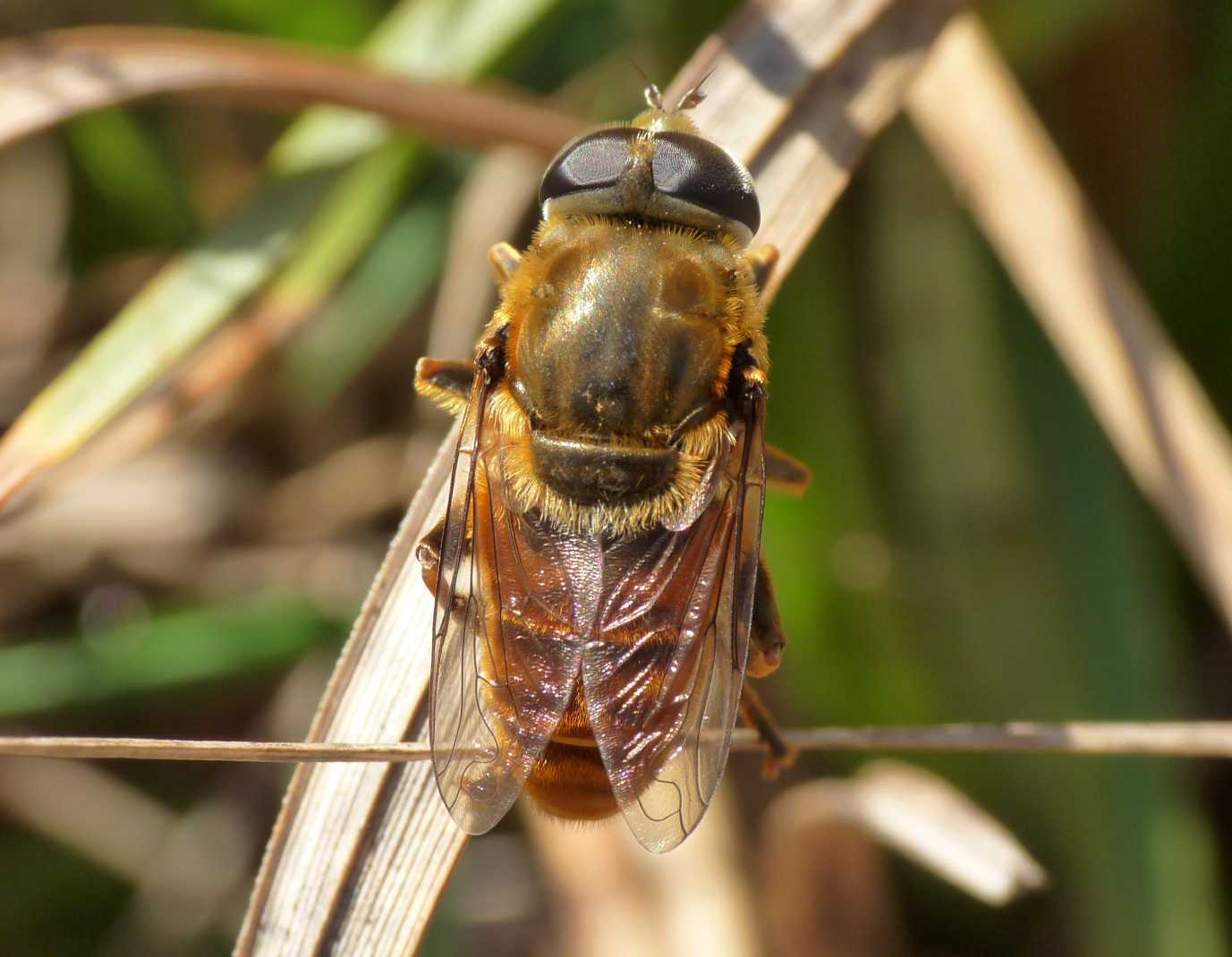 Merodon femmina e maschio (Sardegna)